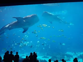 Whale Shark Dive at Georgia Aquarium