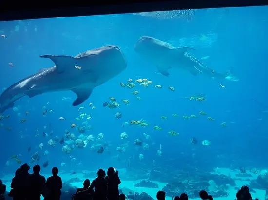 Whale Shark Dive at Georgia Aquarium